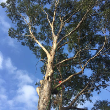 Tree Trimming Sydney: Expert Pruning For Healthy Growth