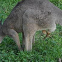 Private Sydney Tours - Travel Ideology Ph 1300 872 843