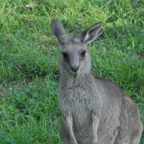 Private Sydney Tours - Travel Ideology Ph 1300 872 843