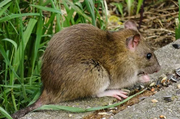 Rats Removal Melbourne