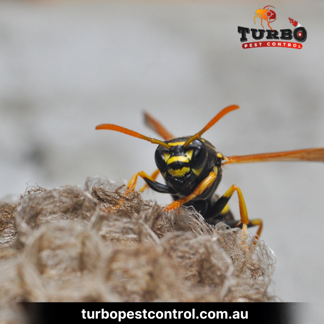 Turbo Pest Control