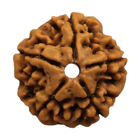 Original 5 Mukhi Rudraksha Online Best Price In India.