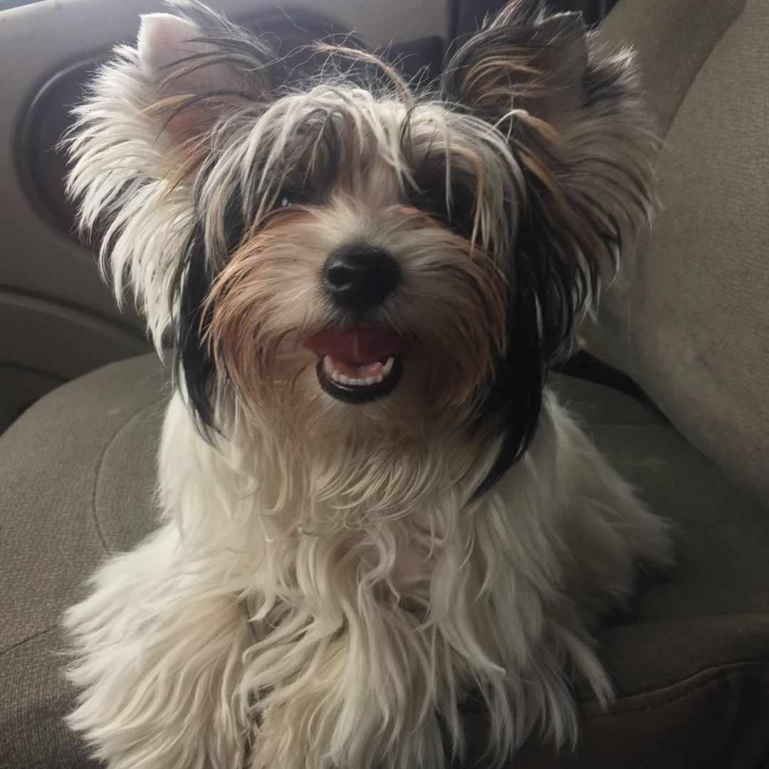 Yorkshire Terriers For Sale In Ontario | Cute And Loyal Puppies