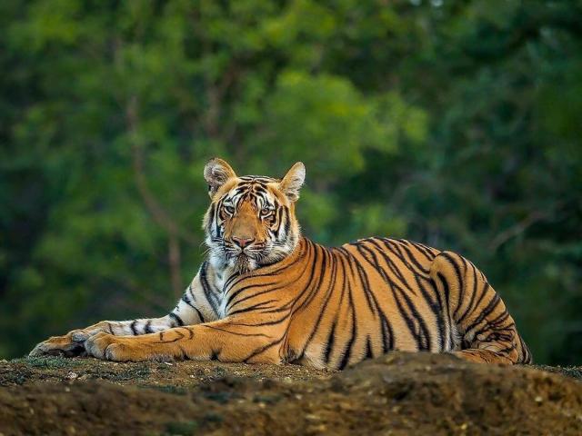 Reserve Ranthambore Tiger Sighting For Spotting Tigers