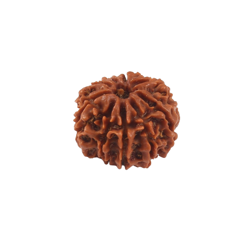 Original 9 Mukhi Rudraksha Online Best Price In India.