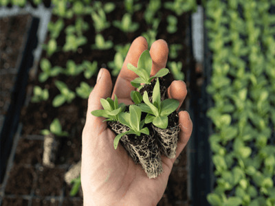 Enhancing Agriculture Using Ag Tech Nanotechnology Of Enrichment Systems