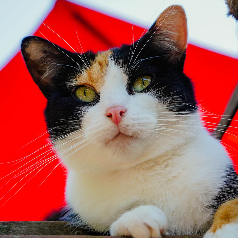 Premier Animal Shipping Solutions In Canada!