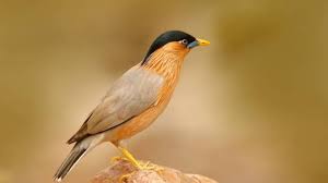 Witness  Ranthambore National Park Birds In Rajasthan