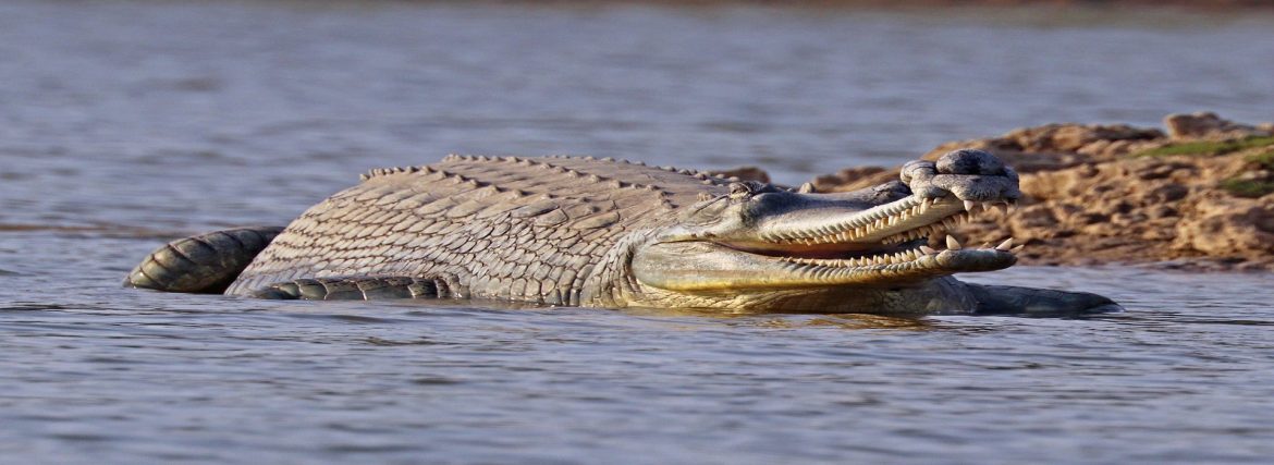 Discover Palighat Chambal Safari Booking For Gangetic River Dolphin