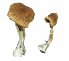 Organic  Mushrooms Online | Real Organic Shrooms