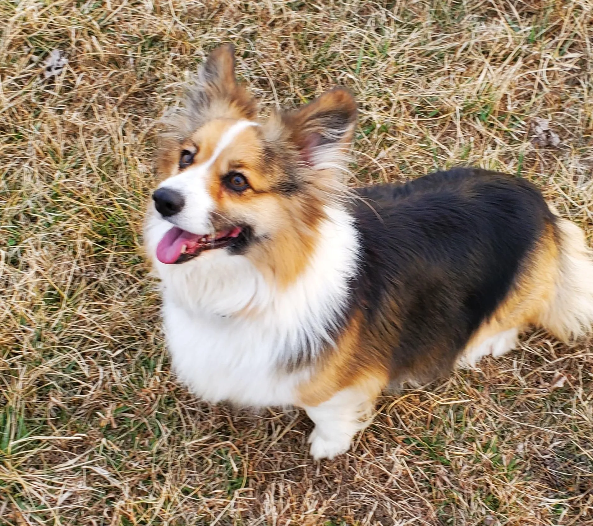 Fluffy Coat Corgi