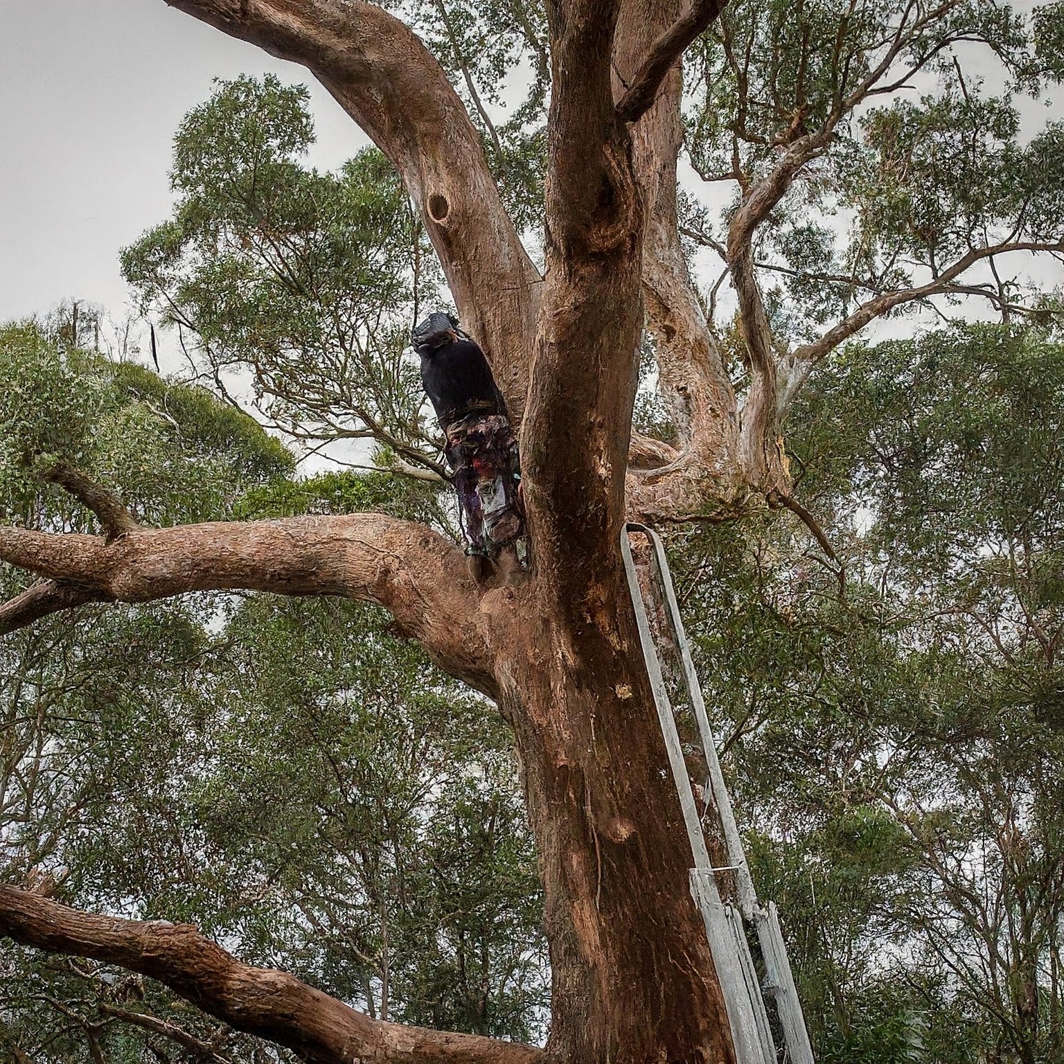 Chopping Down Trees: Safe And Reliable Services