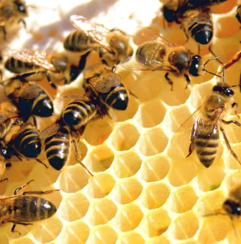 How Can You Use Hawaiian Macadamia Honey In Your Barbecue Recipes?