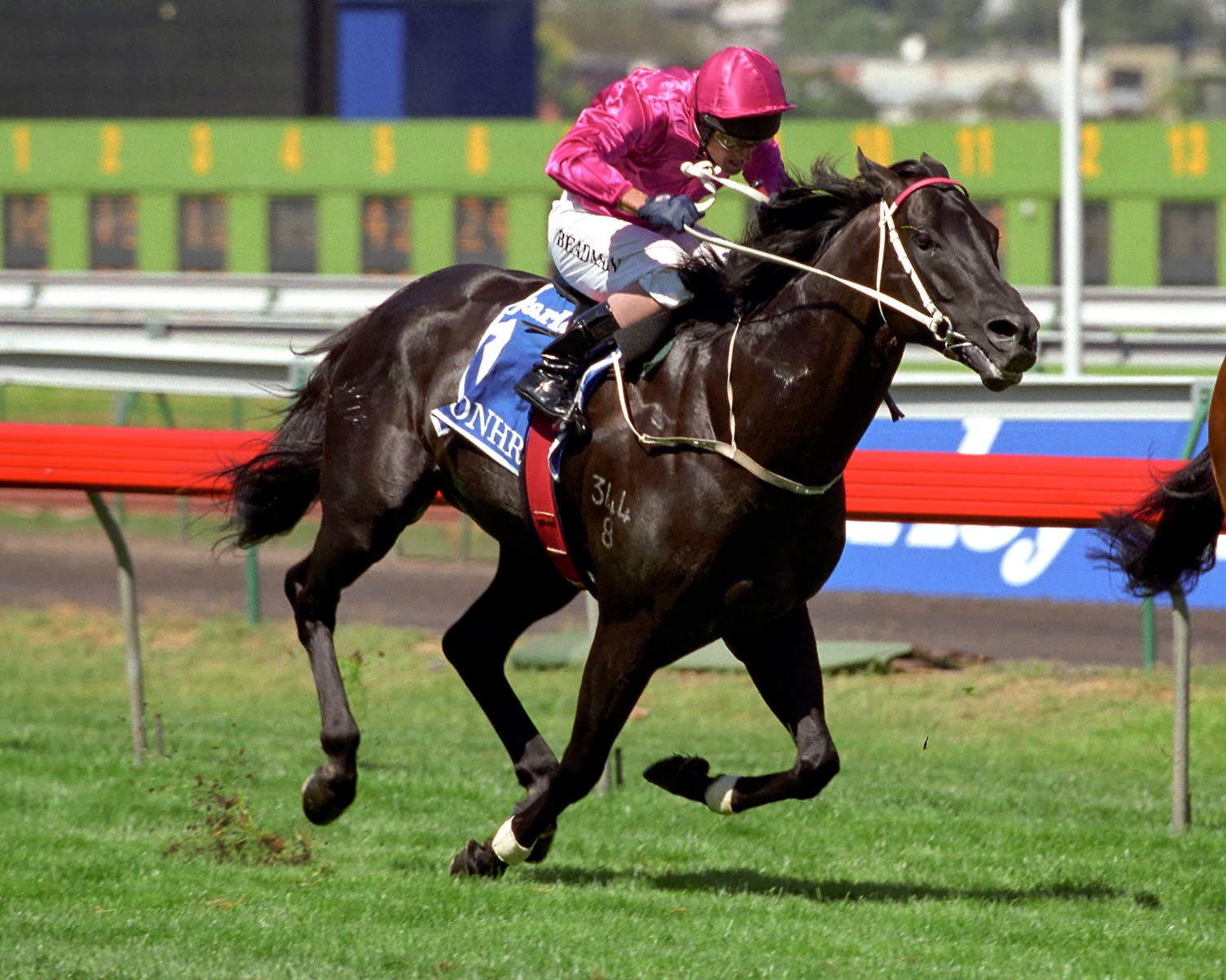 Thoroughbred Horses For Sale In Australia