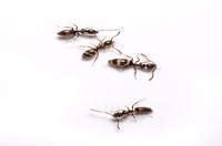 Ant Removal Melbourne