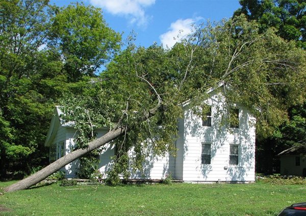 Prompt Emergency Tree Removal Jacksonville