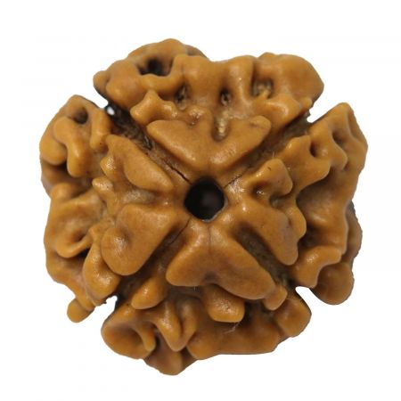 Get Original 4 Mukhi Rudraksha Online From Rashi Ratan Bhagya