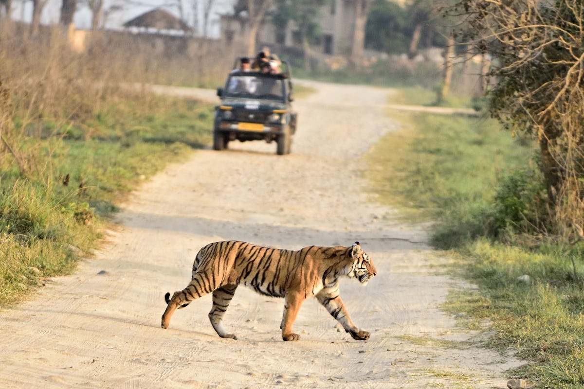 Secure Ranthambore Safari Timings For Visiting Wild Park