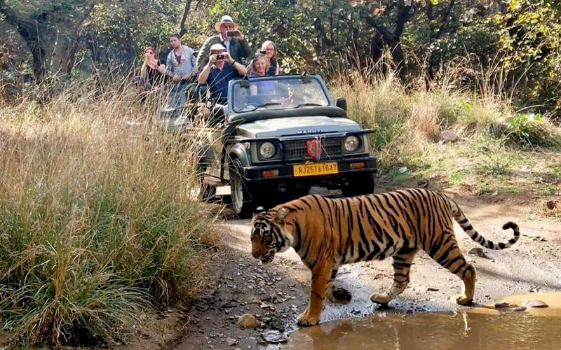 Reserve Ranthambore Safari Booking Online For Mixed Plant And Animal Life