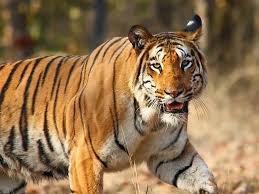 Explore Ranthambore National Park Safari For An Unmatched Wildlife Adventure