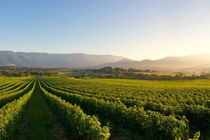 Winery In Victoria Australia