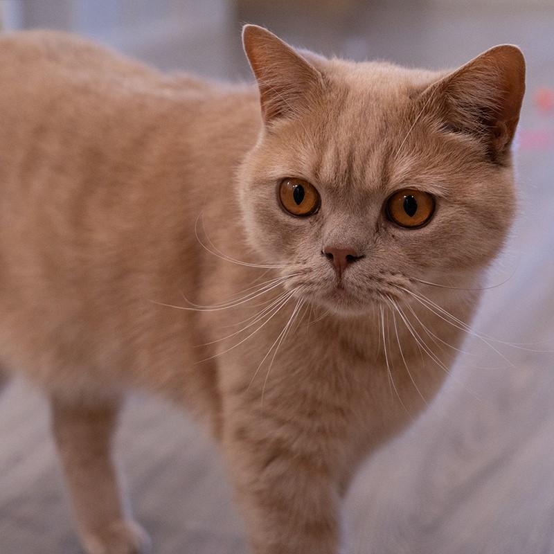 Smooth Transitions: Haptrans Animal Shipping In Canada!