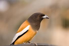 See Ranthambore National Park Birds For Thrilling Experience