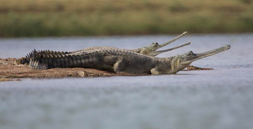 Get Chambal Wildlife Safari For Unforgettable Trip In Rajasthan