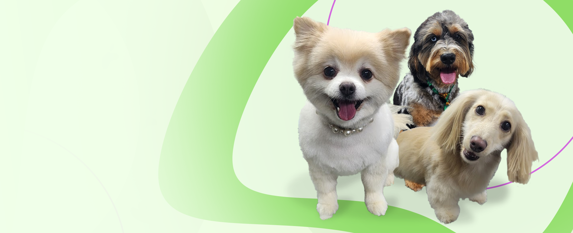 Pet Grooming Service North Dallas
