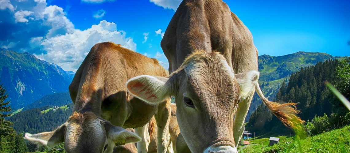 Bovine Glandulars | Gembra Health