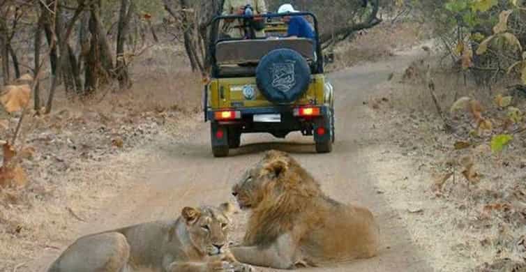 Plan Devaliya Park Safari Booking For Visiting Wildlife Sanctuary