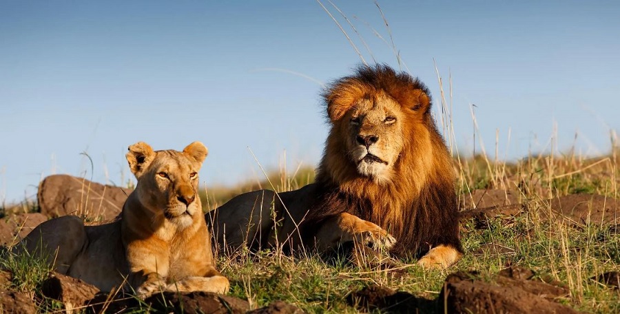 Get Adventure That How To Reach Gir National Park Easily