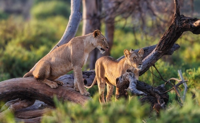 Preserve Gir National Park Safari Booking Online For Capturing Wildlife Moments