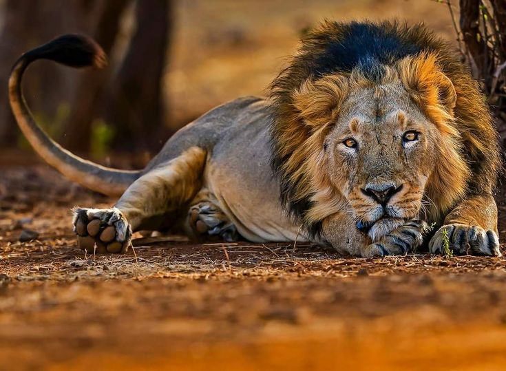 Plan Gir Safari Online Booking For Exhilarating Adventure