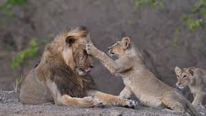 Secure Gir National Park Safari Booking For Endangered Asiatic Lions