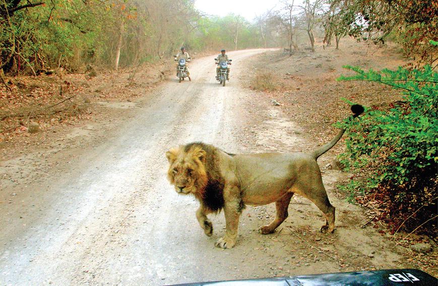 Discover Gir Tour Packages To Explore National Park