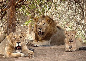 Explore Wildlife Up Close At Gir Interpretation Zone Experience