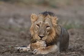 Reserve Easily With Gir Jungle Safari Online Booking For Guided Exploration