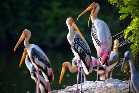 See Ranthambore National Park Birds To Discover Wonders