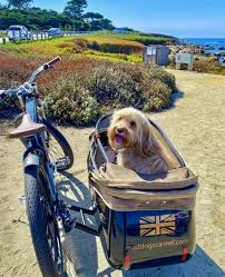 Purchase Special E-Bikes With Sidecars From A Reputable Supplier