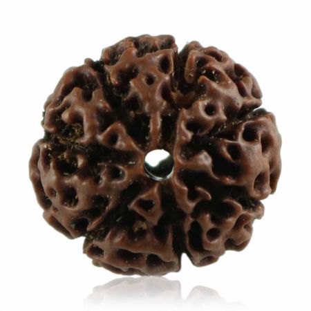 Buy 7 Mukhi Rudraksha Best Price Online At Rashi Ratan Bagya