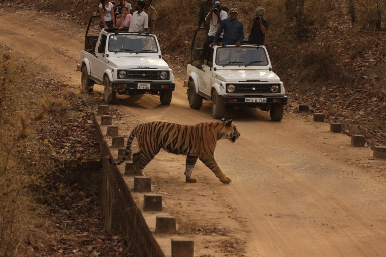 Reserve Gir Jeep Safari Online Booking For Thrilling And Seamless Experience