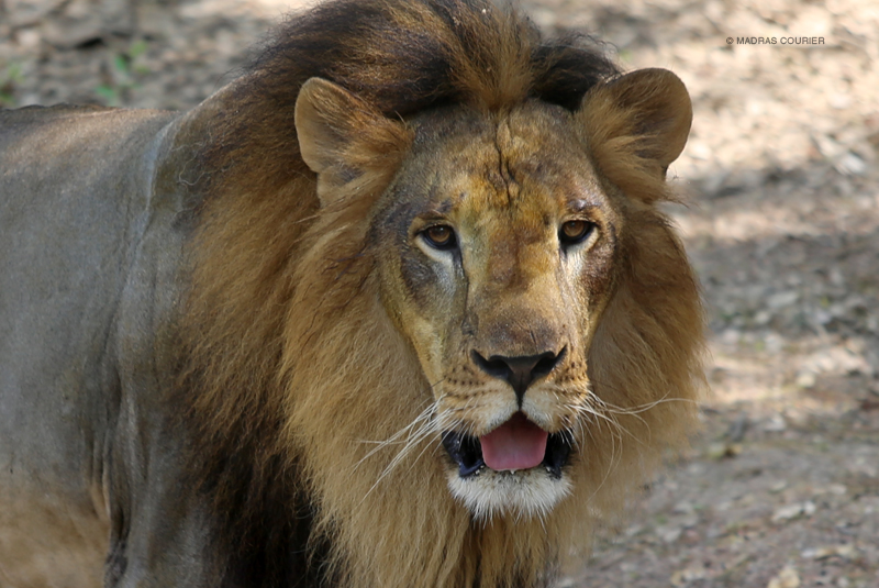 Plan Gir Safari Online Booking In Advance