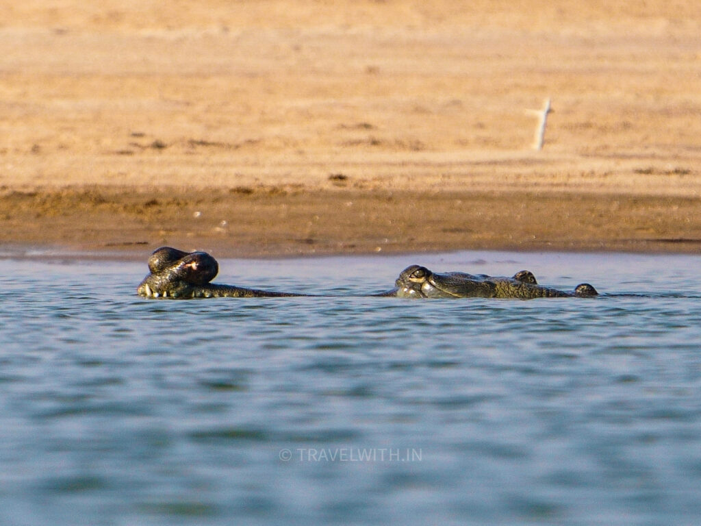 Plan Chambal Wildlife Safari For Stunning Scenery