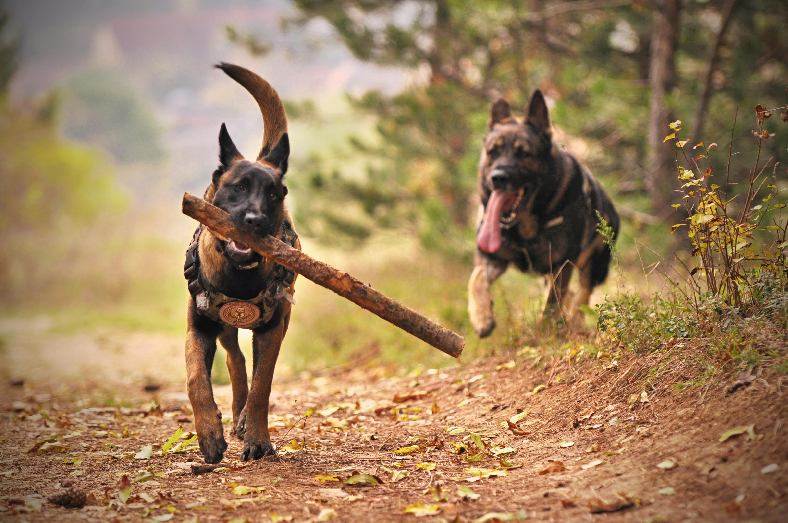 Can Dogs Eat Cherries? A Brief Overview
