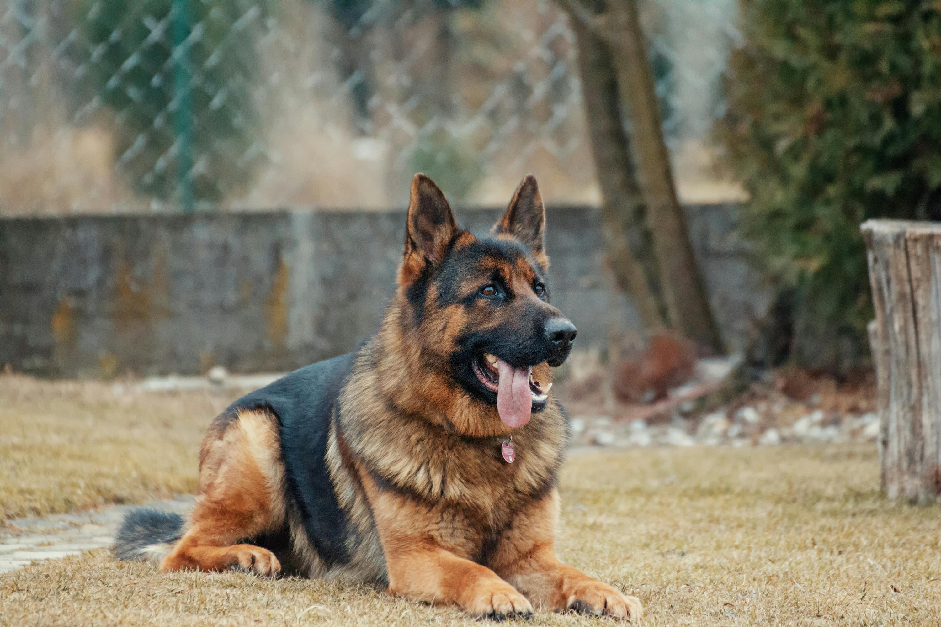 Can Dogs Have Cherries? The Risks Involved