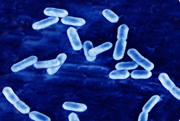 Exploring The Impact Of Probiotic Strains: Bifidobacterium Bifidum And Bifidobacterium Longum