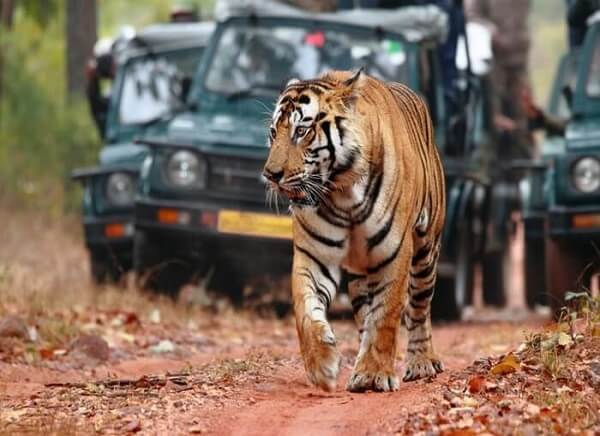 Wildlife Tour India - Top India Safari & National Park Packages