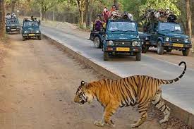 See Ranthambore Safari Timings For Wildlife View