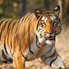 Reserve Ranthambore Tiger Safari Booking For Wildlife Exploration